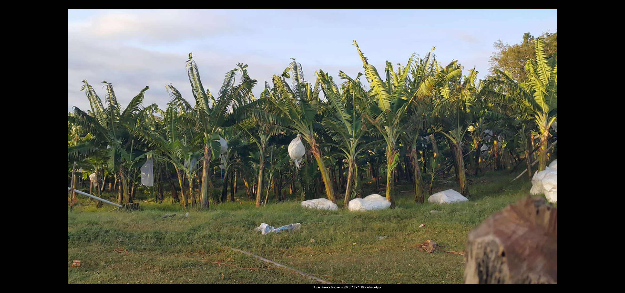 Finca 1600 tas bananos org produccion4