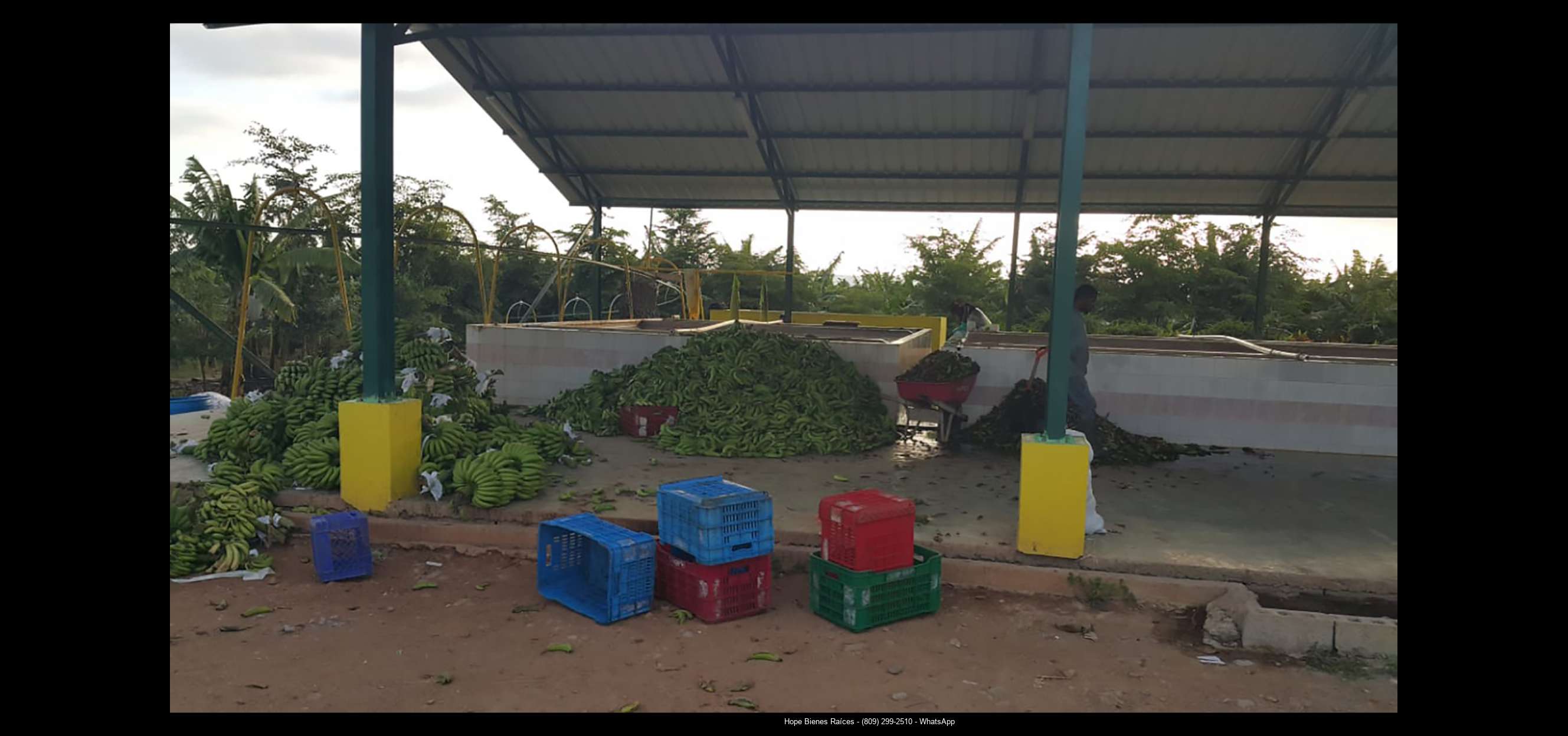 Finca 1600 tas bananos org produccion14