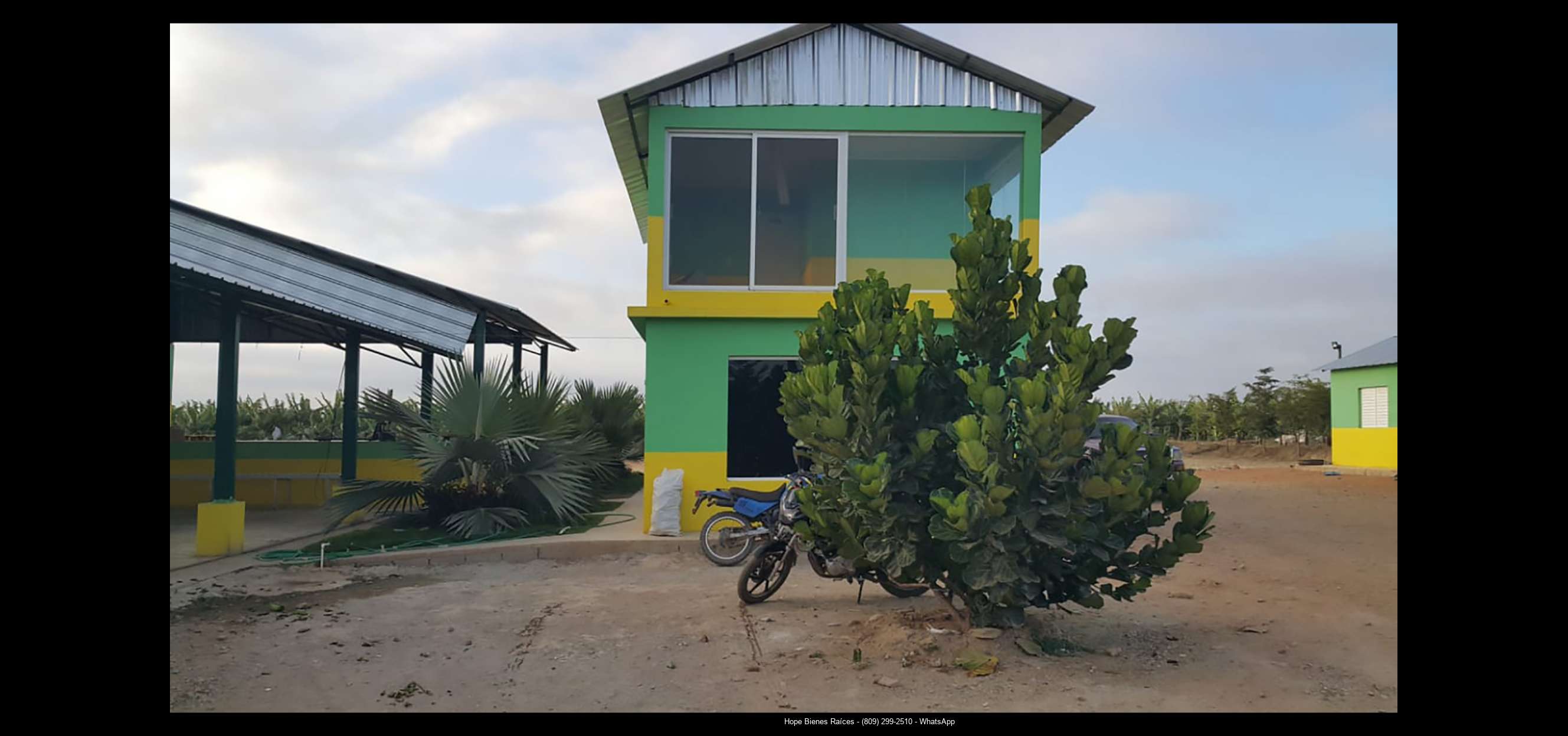 Finca 1600 tas bananos org produccion16