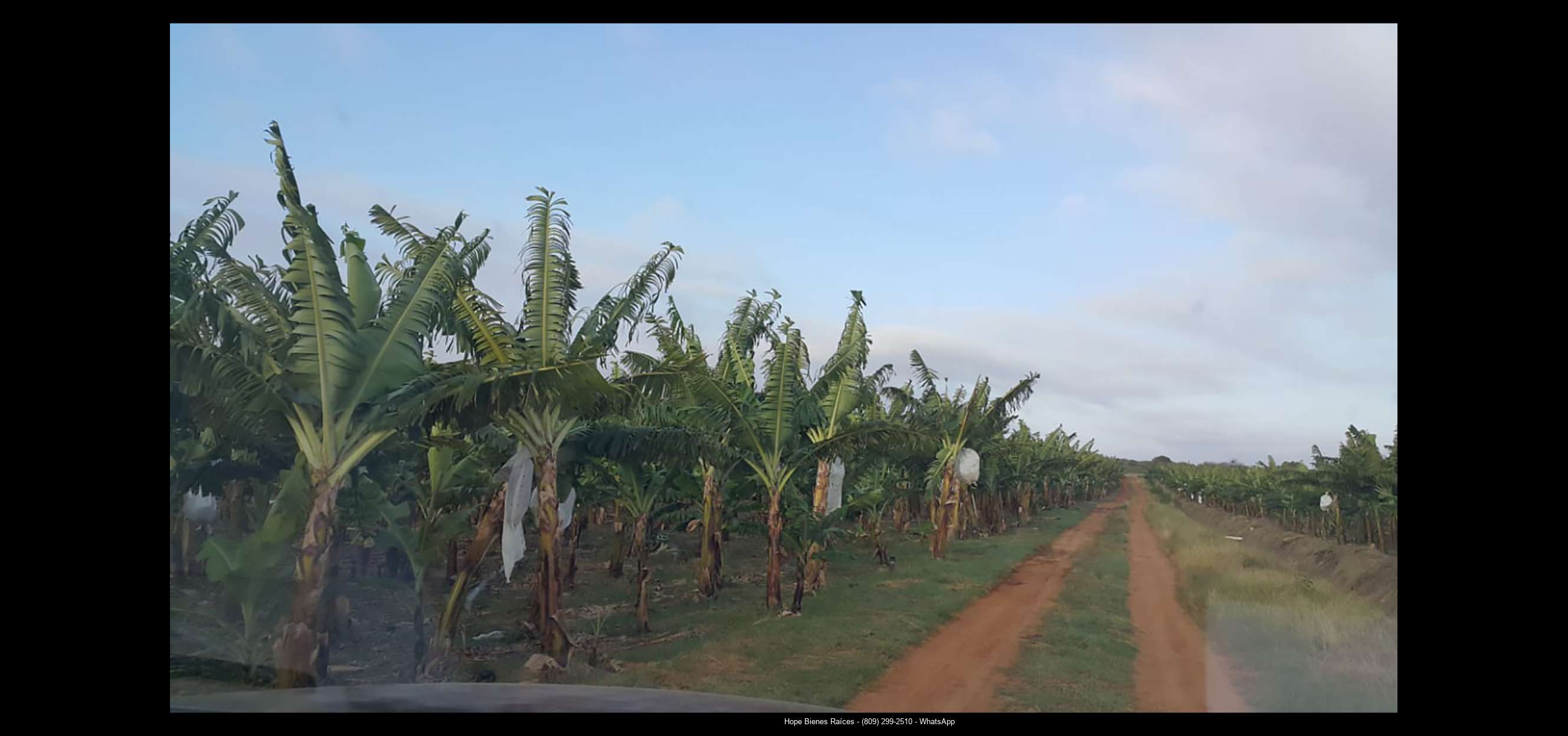 Finca 1600 tas bananos org produccion19