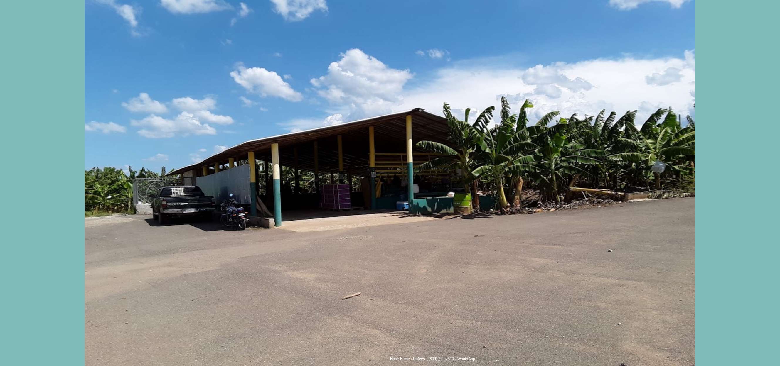 Finca bananos orgánicos