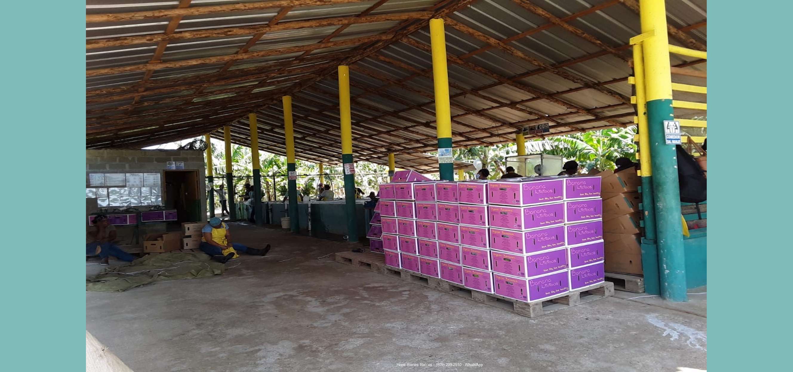 Finca bananos orgánicos - empaque