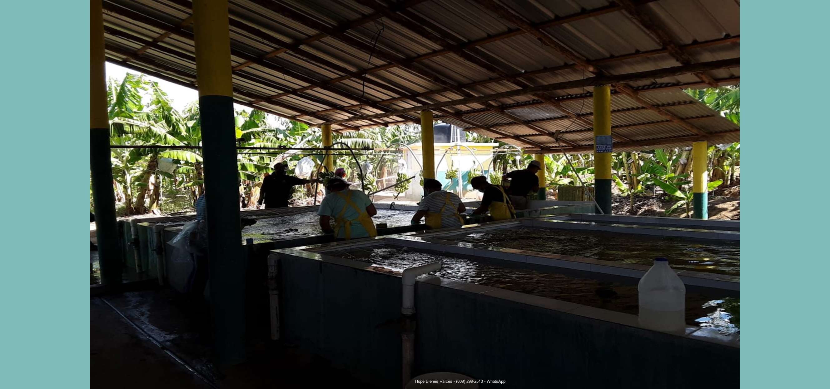Finca bananos orgánicos - proceso