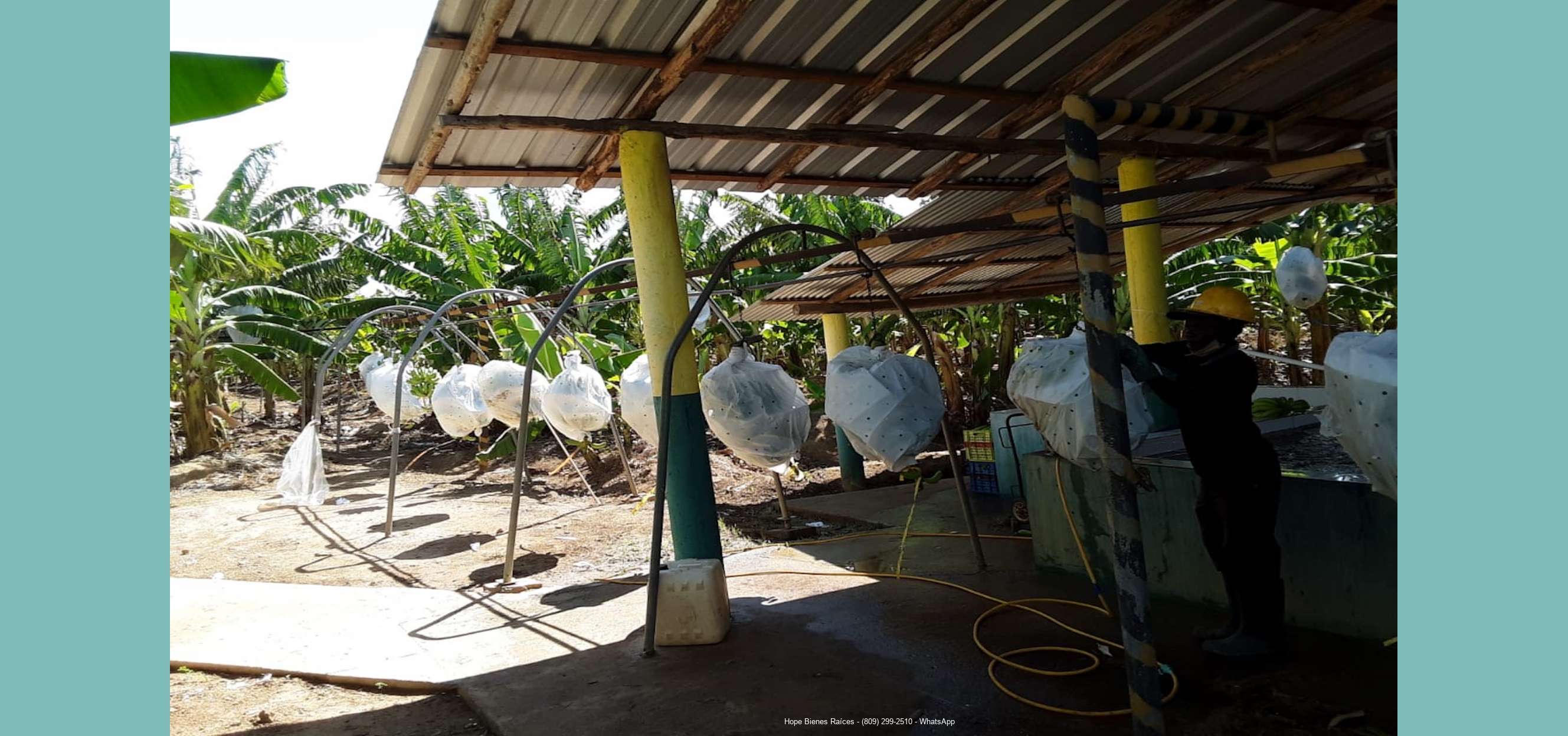 Finca bananos orgánicos - Proceso 1