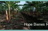 HBR548, Vendo Finca de Bananos Orgánicos en Producción