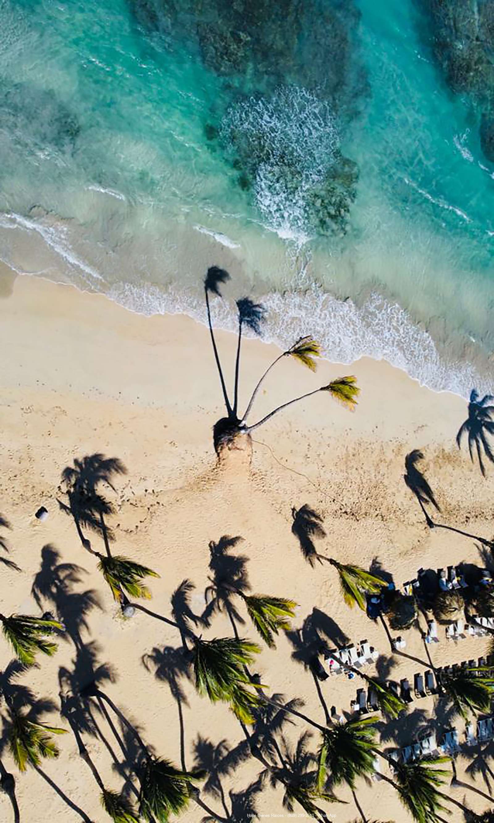 Palmeras
