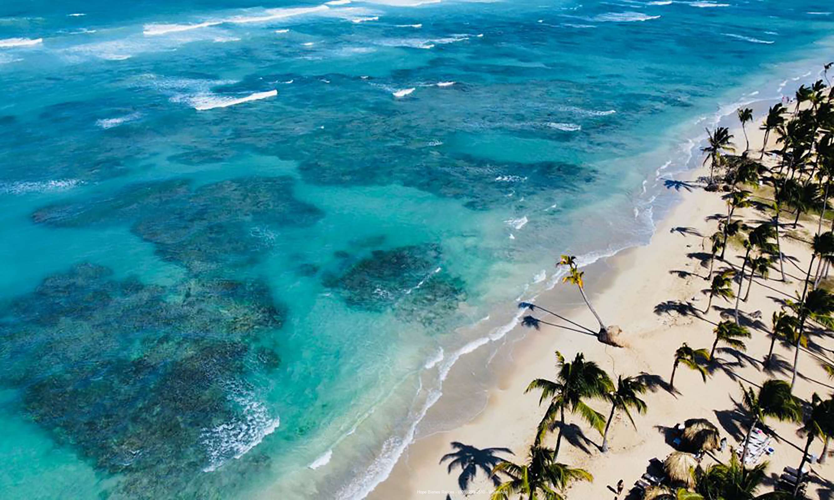 Palmeras 3